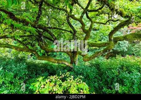 WA21650-00...WASHINGTON - arbre couvert de mousse branches a le jardin botanique de Bellevue. Banque D'Images