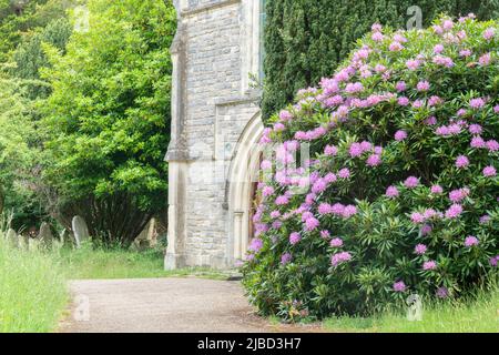 Rhododendrons dans le vieux cimetière de Southampton Banque D'Images