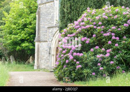 Rhododendrons dans le vieux cimetière de Southampton Banque D'Images