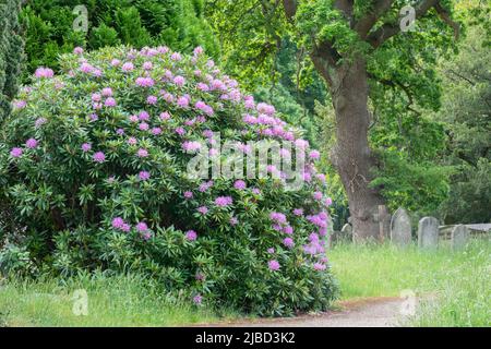 Rhododendrons dans le vieux cimetière de Southampton Banque D'Images