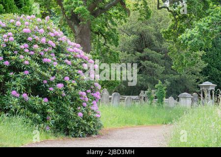 Rhododendrons dans le vieux cimetière de Southampton Banque D'Images