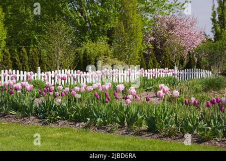 Tulipa blanc, rose et violet - Tulips et clôture de cornichons blancs dans le jardin de la cour avant au printemps. Banque D'Images