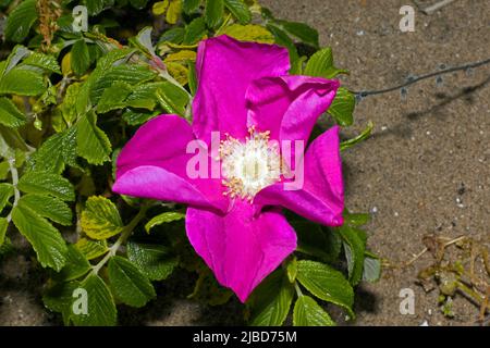 Rosa rugosa (rose japonaise) est originaire de l'Asie de l'est où elle pousse sur des dunes de sable. Il est maintenant classé comme une espèce exotique envahissante sur les dunes au Royaume-Uni. Banque D'Images