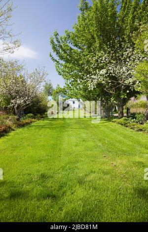Allée de pelouse bordée d'arbres fruitiers suspendus dans le jardin au printemps. Banque D'Images
