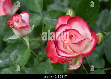 Rosa Jubile du Prince de Monaco Banque D'Images