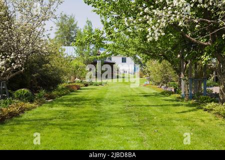 Allée de pelouse bordée d'arbres fruitiers suspendus dans le jardin au printemps. Banque D'Images