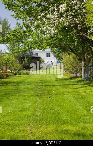 Jardinier et visiteur dans une allée de pelouse bordée d'arbres fruitiers suspendus dans le jardin au printemps. Banque D'Images