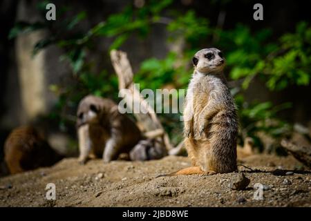 Zagreb, Croatie, 5 juin 2022. Meerkat est vu au ZOO de Zagreb à Zagreb, Croatie, 5 juin 2022. Belle journée au zoo de Zagreb sur 5 juin 2022. Beaucoup d'espèces ont apprécié le soleil et les tempétures, mais certains ont cherché refuge dans l'ombre et l'eau. Photo: Davor Puklavec/PIXSELL Banque D'Images