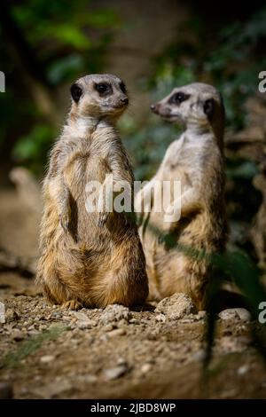 Zagreb, Croatie, 5 juin 2022. Meerkat est vu au ZOO de Zagreb à Zagreb, Croatie, 5 juin 2022. Belle journée au zoo de Zagreb sur 5 juin 2022. Beaucoup d'espèces ont apprécié le soleil et les tempétures, mais certains ont cherché refuge dans l'ombre et l'eau. Photo: Davor Puklavec/PIXSELL Banque D'Images