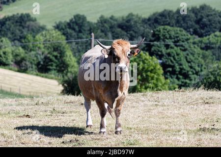 Vache Aubrac française . Curieuse vache à la chasse au photographe Banque D'Images