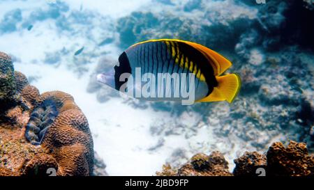 Vidéo sous-marine de butterflyfish bordé, le plus grand poisson papillon de la vie marine Banque D'Images