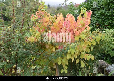 Flamme d'hiver de Cornus sanguinea Anny Banque D'Images