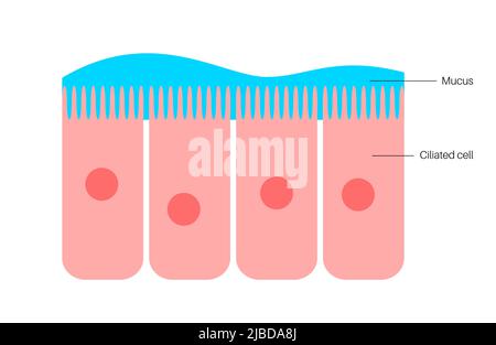 Épithélium nasal, illustration Banque D'Images