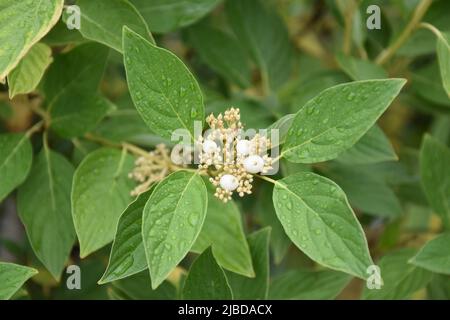 Cornus sericea flaviramea Banque D'Images