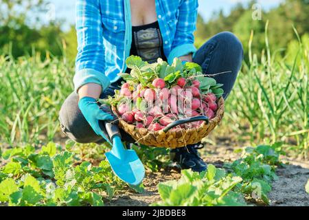 Gros plan du panier avec des radis fraîchement cueillis dans les mains du jardinier Banque D'Images