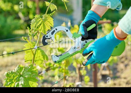 Lier les vignes dans le vignoble avec une agrafeuse spéciale Banque D'Images