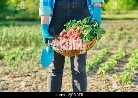 Gros plan du panier avec des radis fraîchement cueillis dans les mains du jardinier Banque D'Images