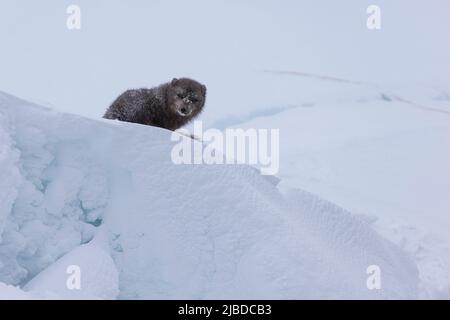 Renard arctique profitant de la neige dans la réserve naturelle de Hornstrandir, Islande. Banque D'Images