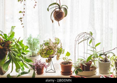Beaucoup de plantes de maison poussant dans les pots de fleurs sur le seuil de la fenêtre. Jour ensoleillé. Jardinage d'intérieur Banque D'Images