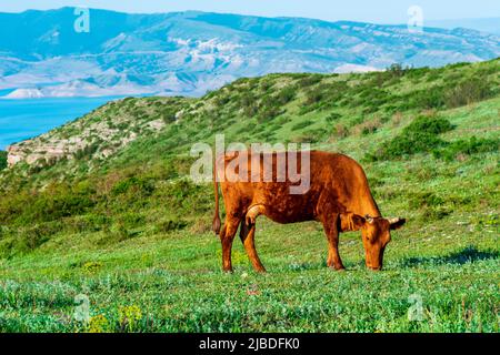 vache rouge paître dans un pré de montagne Banque D'Images