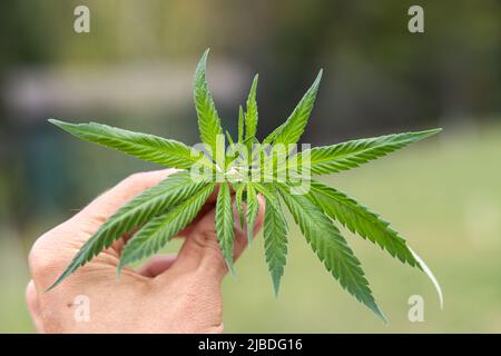 Première personne vue de dessus des feuilles fraîchement cueillies d'une jeune plante de marijuana dans la main d'une personne. Avec arrière-plan bokeh vert doux. Banque D'Images