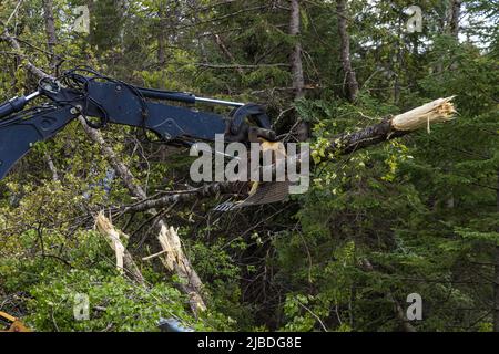 Une flèche de pelle hydraulique est vue depuis le dégagement latéral des arbres coupés de la forêt. Nettoyage au lendemain d'une tempête avec des vents violents. Copier l'espace vers la droite. Banque D'Images