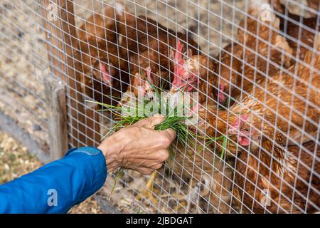 Vue rapprochée grand angle sur le bras et la main d'une personne âgée, nourrissant les poulets avec de l'herbe fraîchement cueillie à travers le filet d'un stylo fermé. Banque D'Images