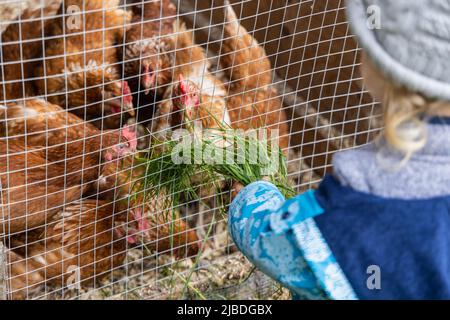 Sur l'épaule, une mise au point sélective est réalisée sur le bras étendu d'un petit garçon portant une veste bleue, nourrissant délicatement un groupe de poules avec de l'herbe fraîchement cueillie. Banque D'Images