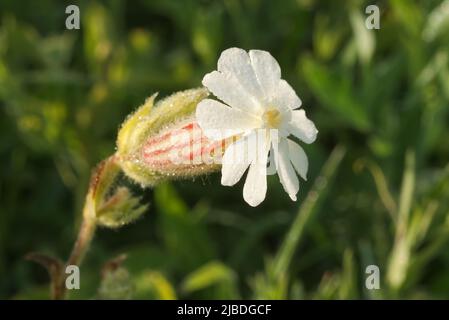 Silène latifolia en fleurs, fleur blanche de campion sur la prairie, foyer macro sélectif, pas de personnes. Banque D'Images