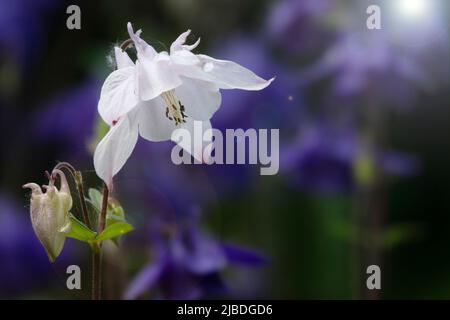 Belle fleur de columbine avec lumière du soleil. Gros plan de magnifiques fleurs sauvages. Mise au point sélective sur la fleur Banque D'Images