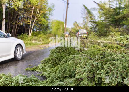 Vue sélective d'un pin déchu qui bloque la circulation sur une route principale, des voitures floues sont vues naviguer autour des débris après le temps de tempête. Banque D'Images