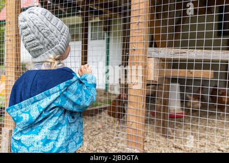 Un enfant curieux portant un chapeau gris est vu de l'arrière, regardant à travers le filet d'une enceinte de poulet sur un petit ranch. Copier l'espace vers la droite. Banque D'Images