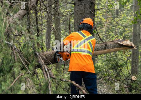 Un chirurgien d'arbre est vu de derrière, portant des vêtements haute visibilité, en utilisant une tronçonneuse pour dégager les arbres coupés après les vents violents. Copier l'espace sur le côté. Banque D'Images