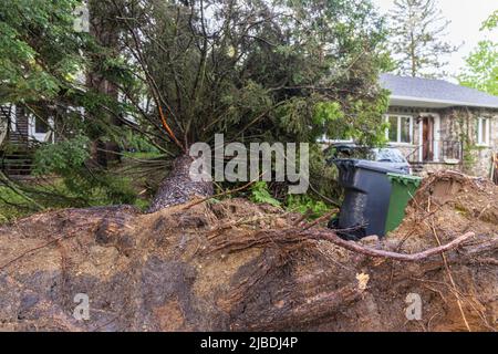 Un grand pin est vu couché à plat sur la pelouse avant de la maison détachée dans le voisinage après la tempête et les vents forts causent la destruction. Copier l'espace vers la droite. Banque D'Images