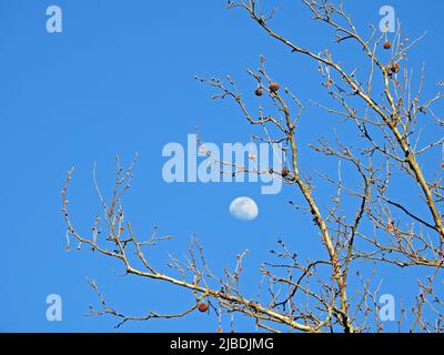 Lune gibbeuse vue à travers des branches d'arbre sycomore stérile en début de soirée de printemps avec l'accent sur le premier plan -01 Banque D'Images