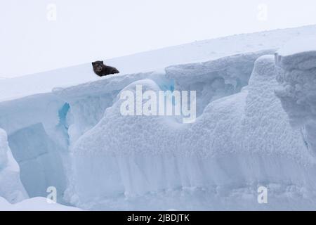 Renard arctique profitant de la neige dans la réserve naturelle de Hornstrandir, Islande. Banque D'Images