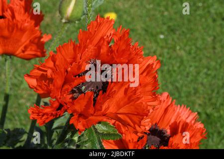 Coquelicot rouge frully, Papaver orientale, dans un jardin Somerset au début de l'été. Banque D'Images