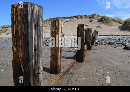 Poteaux en bois, les restes des gémins sur la plage, détruits par la mer sur la côte nord du Devon parmi le système de dunes de Braunton Burrows. Banque D'Images