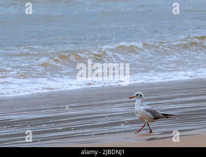 Un mouette à tête noire en bord de mer, en profitant de la promenade en bord de mer Banque D'Images