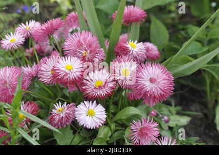 Bellis perennis en fleurs. Fleurs de jardin. Fleurs rouges de Marguerite habanera. Banque D'Images