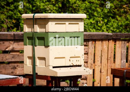 Les influenceurs et les Fiskars du Nord-Ouest prennent le contrôle des parcelles à Abbey Hey Allotments, à Gorton, Manchester, pour faire des jardins d'abeille pour World Bee Da Banque D'Images