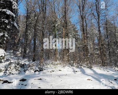 Forêt de feuillus à flanc de colline à Heidelberg, en Allemagne. Les arbres jettent de longues ombres sur le sol recouvert de neige. Banque D'Images