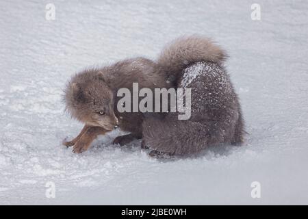 Renard arctique profitant de la neige dans la réserve naturelle de Hornstrandir, Islande. Banque D'Images