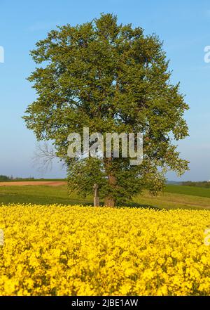 Champ de colza, de canola ou de colza dans le Brassica napus latin avec, lime et crucifix, champ de floraison doré printanier Banque D'Images