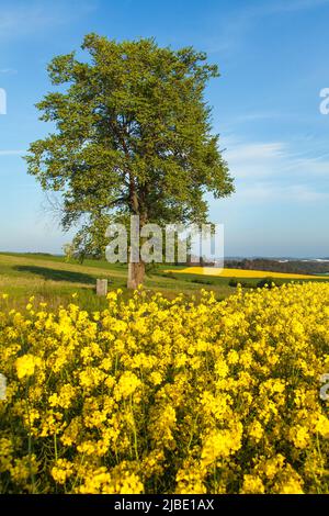 Champ de colza, de canola ou de colza dans le Brassica napus latin avec, lime et crucifix, champ de floraison doré printanier Banque D'Images