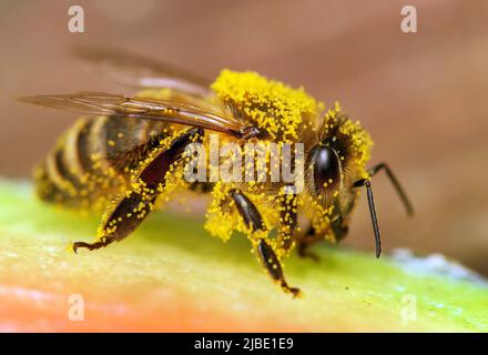 Détail de l'abeille ou de l'abeille en latin APIs mellifera, abeille européenne ou occidentale Banque D'Images