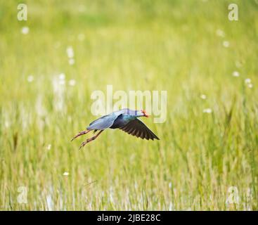 Purple Gallinule arrive pour un atterrissage Banque D'Images