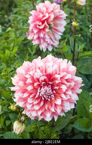 Gros plan de Dahlia Holland Festival une orange et blanc géant décoration ou dîner assiette floraison dahlia et est un gel tendre décidue vivace Banque D'Images