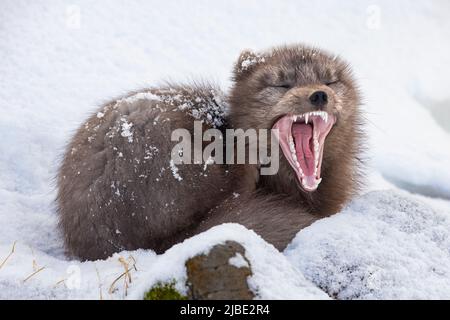 Renard arctique profitant de la neige dans la réserve naturelle de Hornstrandir, Islande. Banque D'Images