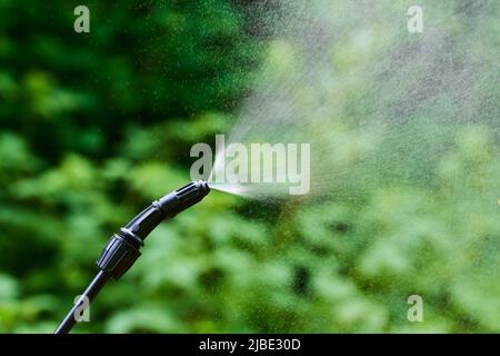 Pulvérisation de feuilles d'arbre contre les ravageurs avec des produits chimiques ou écologiques. Détail de la pulvérisation. Banque D'Images